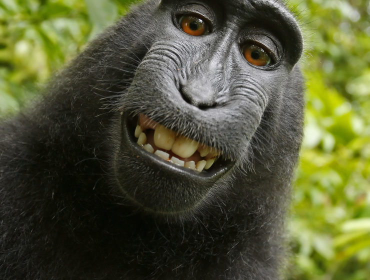 This Week in Travel: The Monkey Selfie Lawsuit Has Finally Reached a Settlement