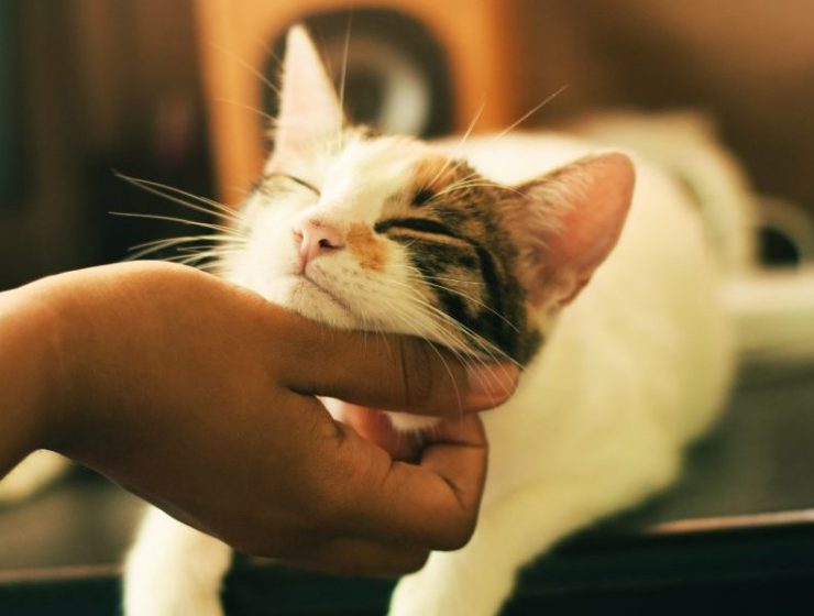 Jobs for people who love cats