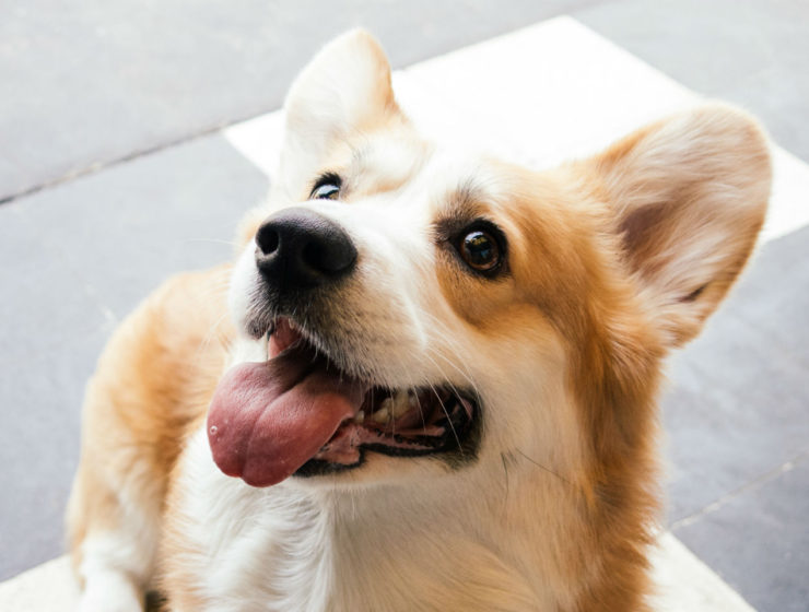 Corgi Con 2018 San Francisco