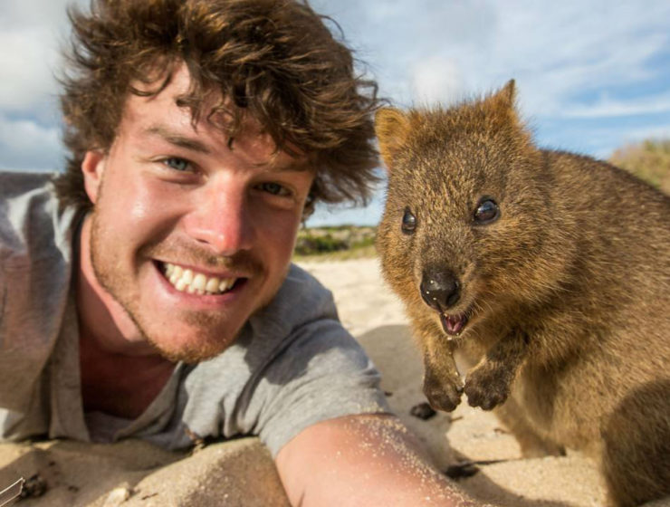 Allan Dixon quokka selfie