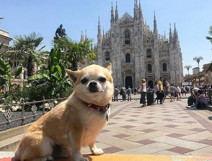 miami travelling dog