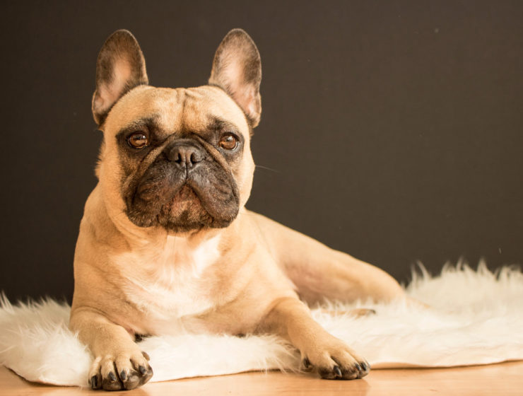 French bulldog cafe London