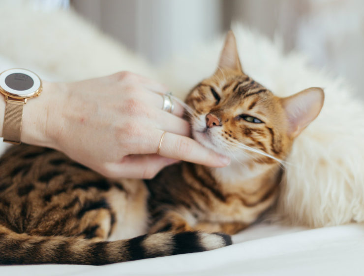 Cats ban in Omaui, New Zealand
